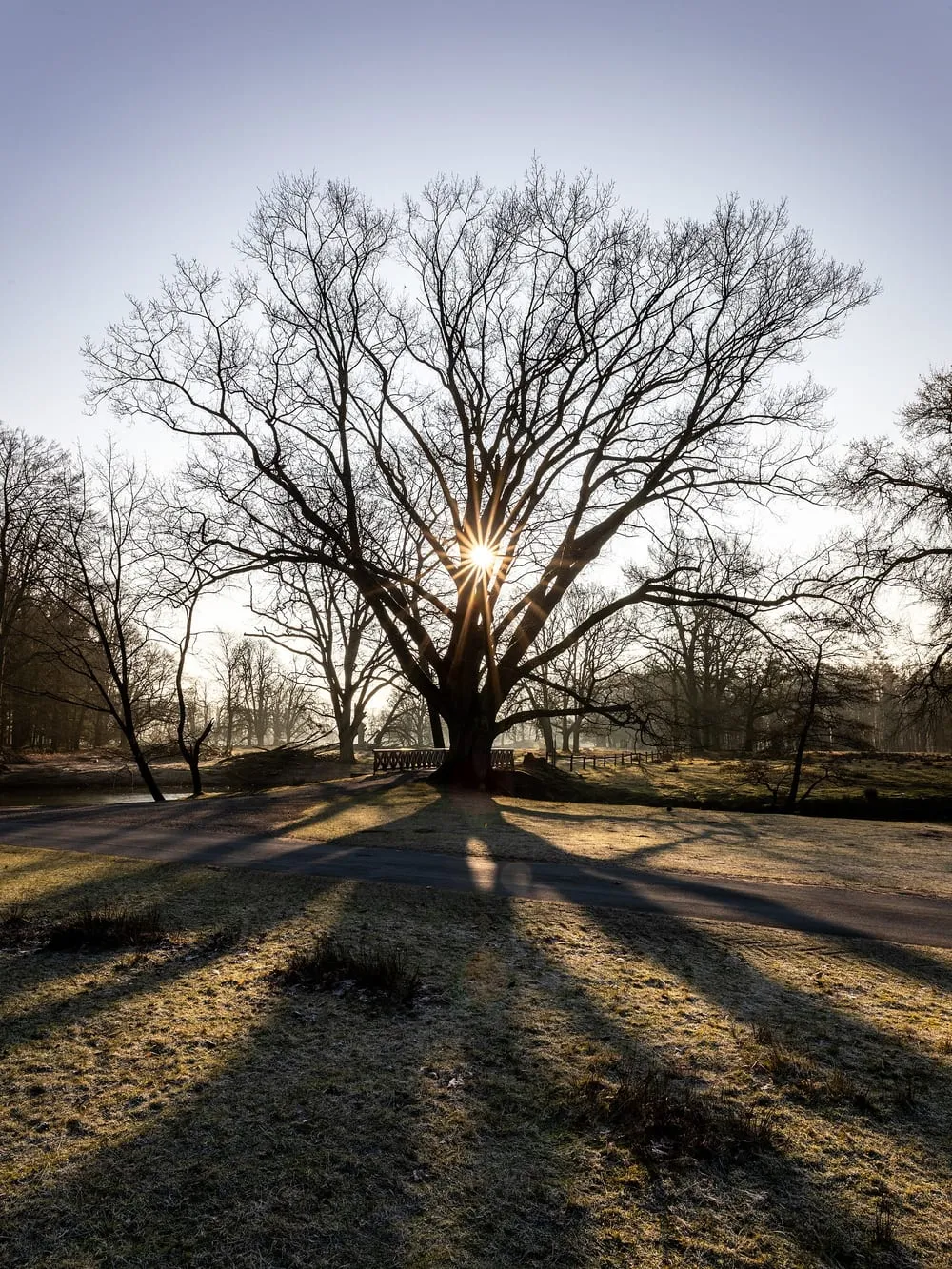 Un grande albero spoglio in controluce, con il sole tra i rami