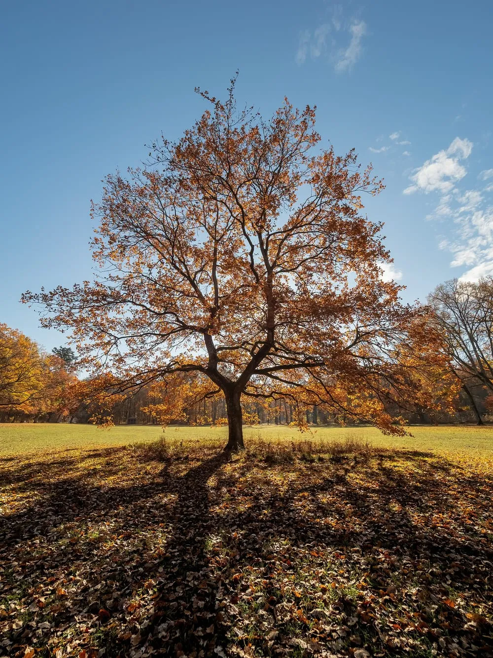 Una grande quercia in autunno, sola in mezzo a un prato